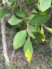 Pterocelastrus tricuspidatus
