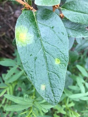 Puccinia caricis-shepherdiae