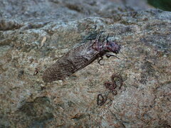 Orohermes crepusculus