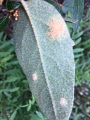 Puccinia caricis-shepherdiae