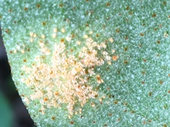 Puccinia caricis-shepherdiae