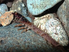 Orohermes crepusculus