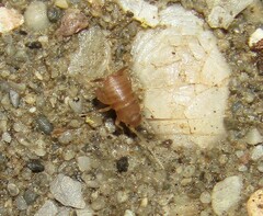 Myrmecophilidae