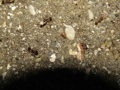 Myrmecophilidae