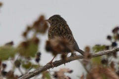 Prunella modularis occidentalis