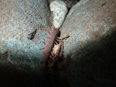 Orohermes crepusculus