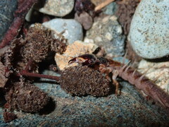 Orohermes crepusculus