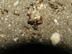 Myrmecophilidae