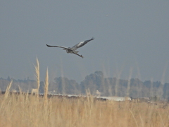 Ardea cocoi