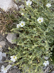 Cerastium latifolium