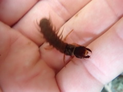 Orohermes crepusculus