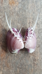 Hysteroconcha lupanaria