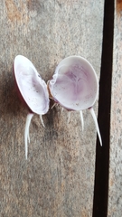 Hysteroconcha lupanaria