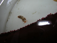 Diaphoreolis lagunae