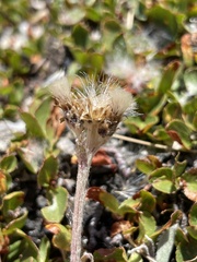 Antennaria carpatica