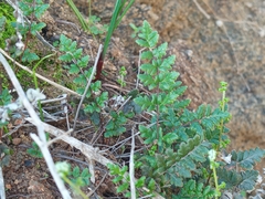 Cheilanthes hypoleuca