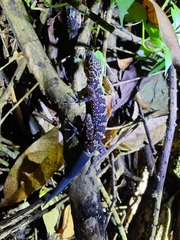 Cyrtodactylus wayakonei