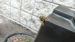 Polistes dominula
