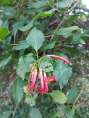 Iochroma fuchsioides