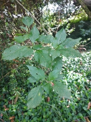 Iochroma fuchsioides