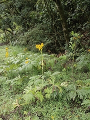 Ligularia japonica