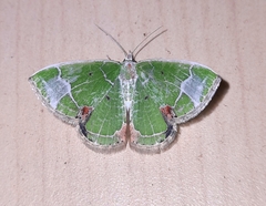 Comibaena albimarginata