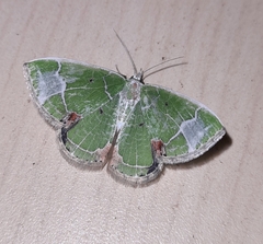 Comibaena albimarginata