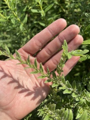 Lithospermum parviflorum