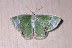 Comibaena albimarginata