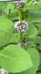 Mentha arvensis