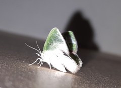 Comibaena albimarginata