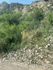 Periploca sepium