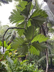 Artocarpus communis image