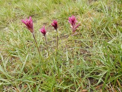 Castilleja lemmonii