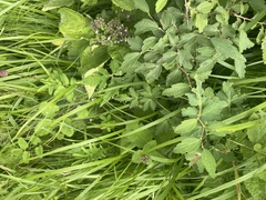 Spiraea ouensanensis