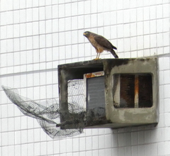 Rupornis magnirostris