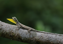 Common Flying Dragon photo 1