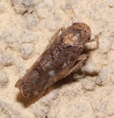 Allygidius atomarius