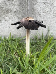 Coprinus calyptratus
