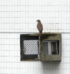 Rupornis magnirostris