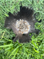 Coprinus calyptratus