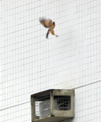 Rupornis magnirostris