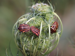 Graphosoma italicum italicum