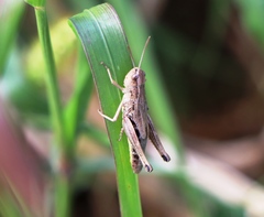 Pseudochorthippus parallelus