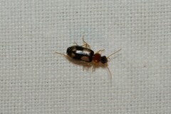 Dromius quadrimaculatus