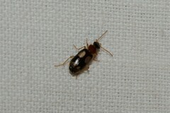 Dromius quadrimaculatus