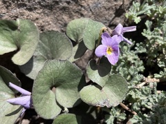 Viola flettii