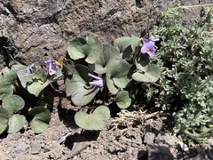 Viola flettii