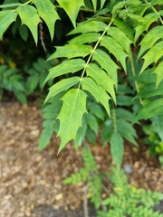 Berberidinae