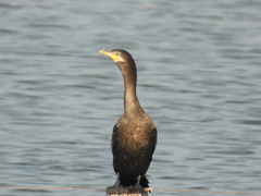 Nannopterum brasilianum